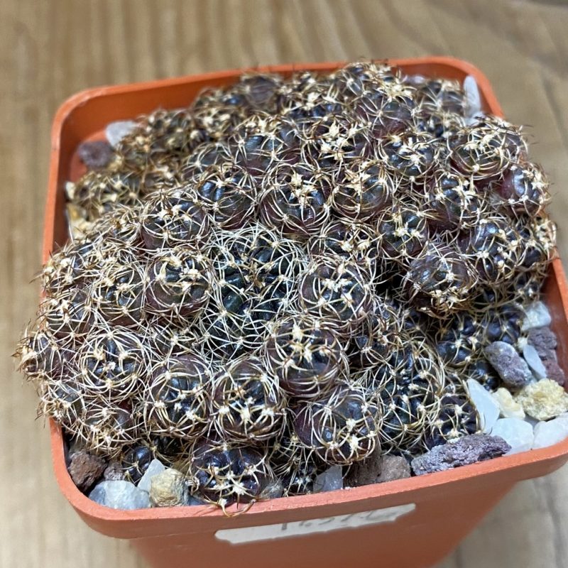 SH14577 Lobivia arachnacantha