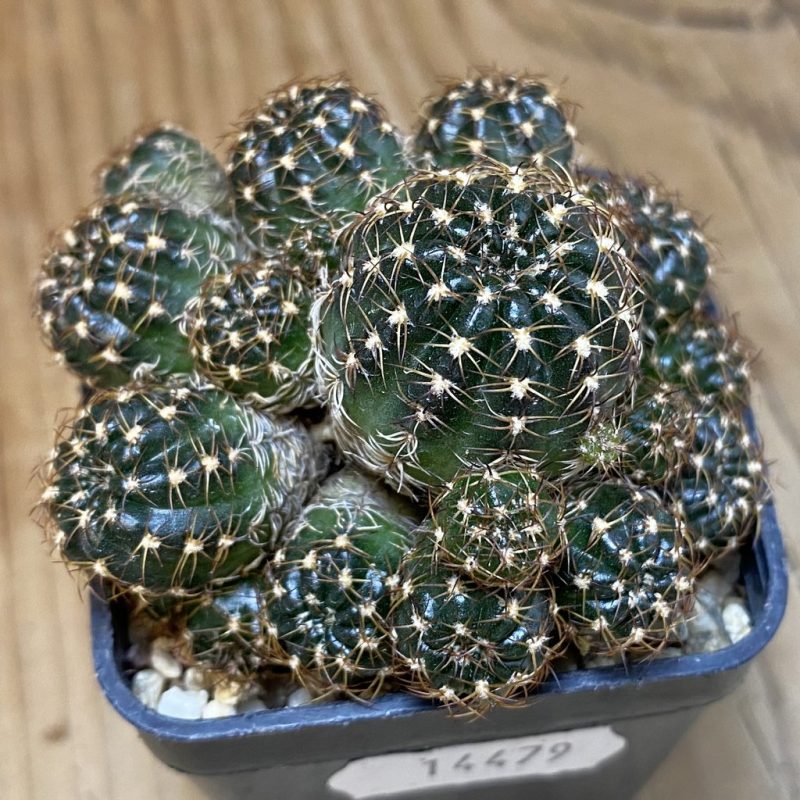 SH14479 Lobivia arachnacantha