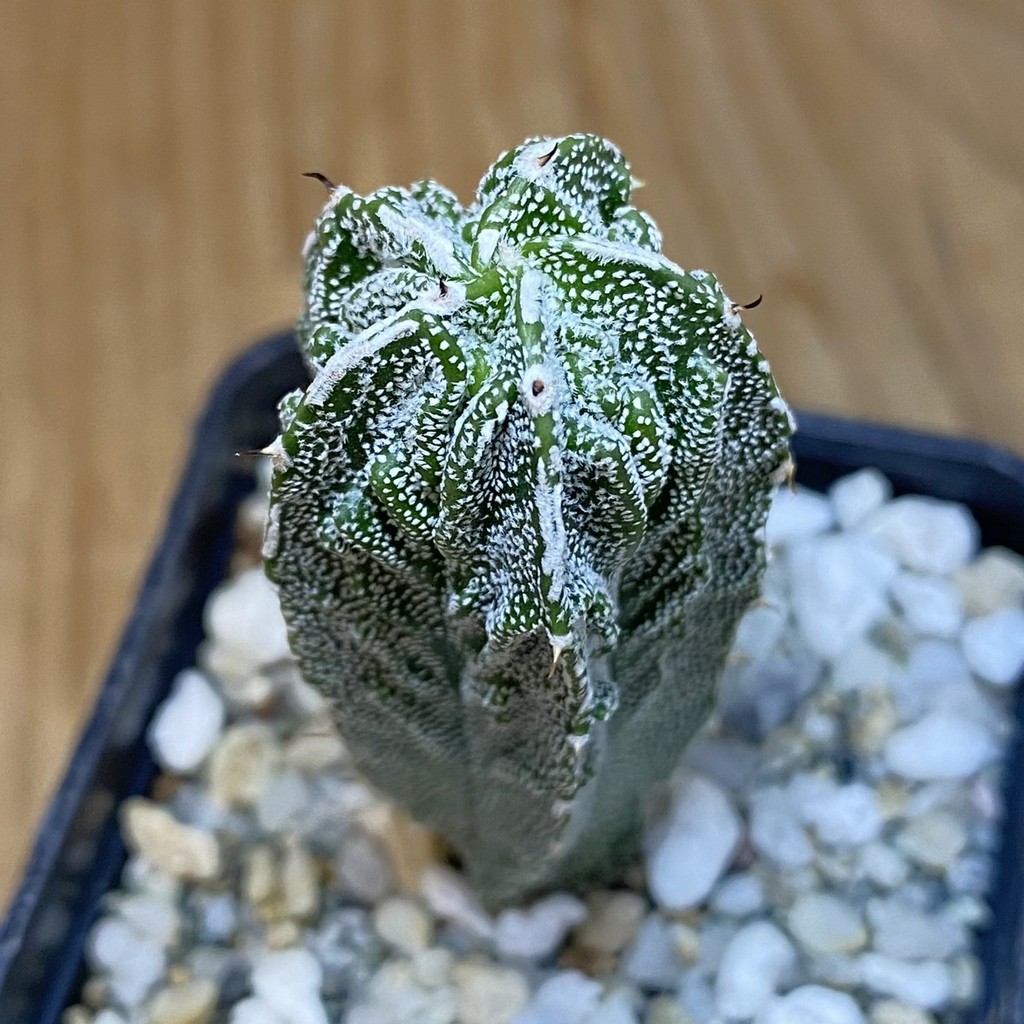 SH27453 Astrophytum myriostigma 'Fukuryu'