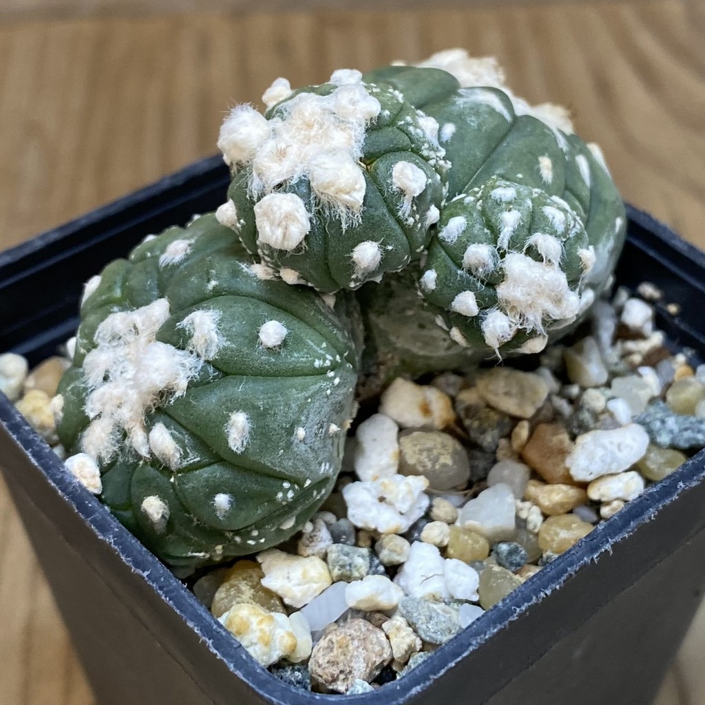 SH9766 Astrophytum asterias 'Kikko Lizart Skin' - Image 2