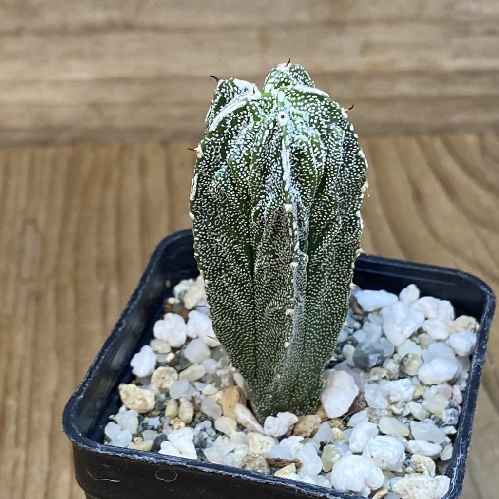 SH27453 Astrophytum myriostigma 'Fukuryu' - Image 2