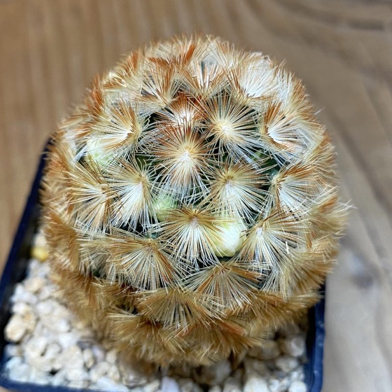 SH27454 Mammillaria carmenae hybrid
