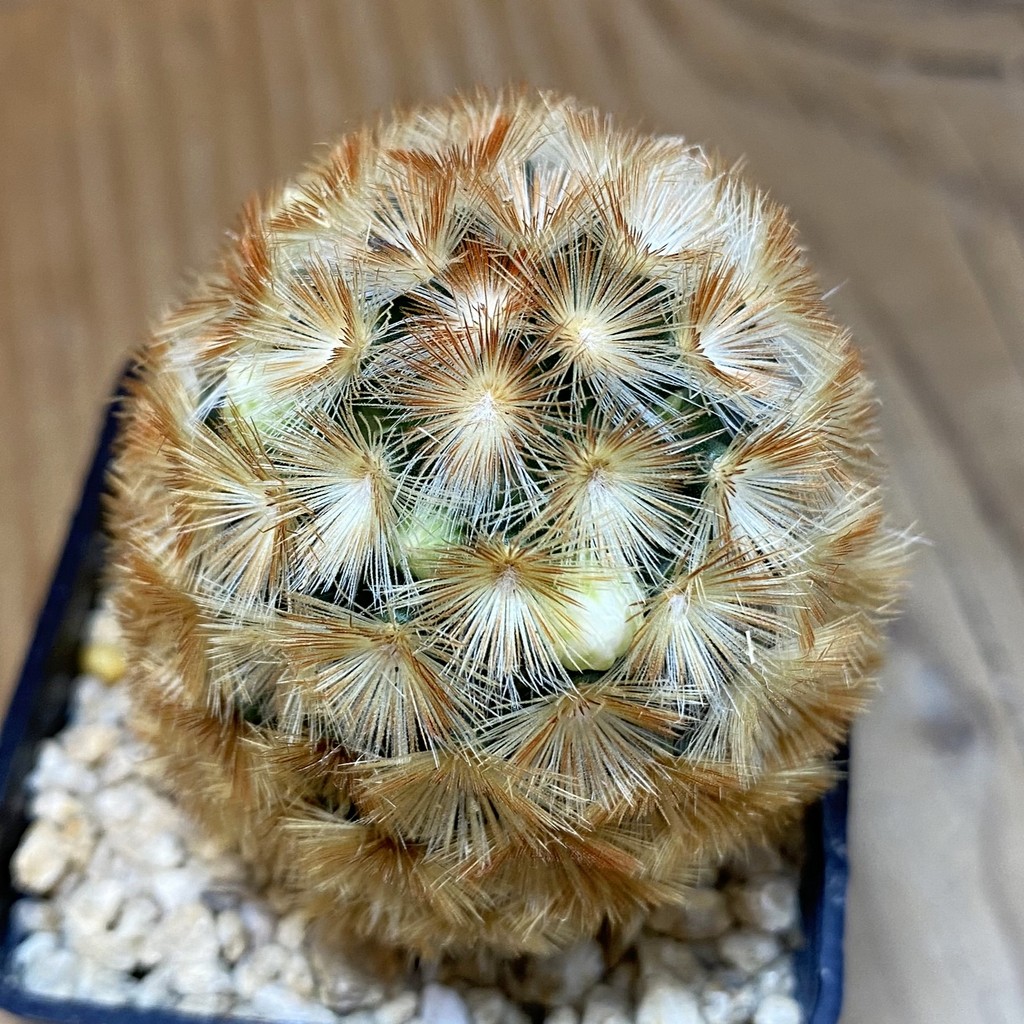 SH27454 Mammillaria carmenae hybrid