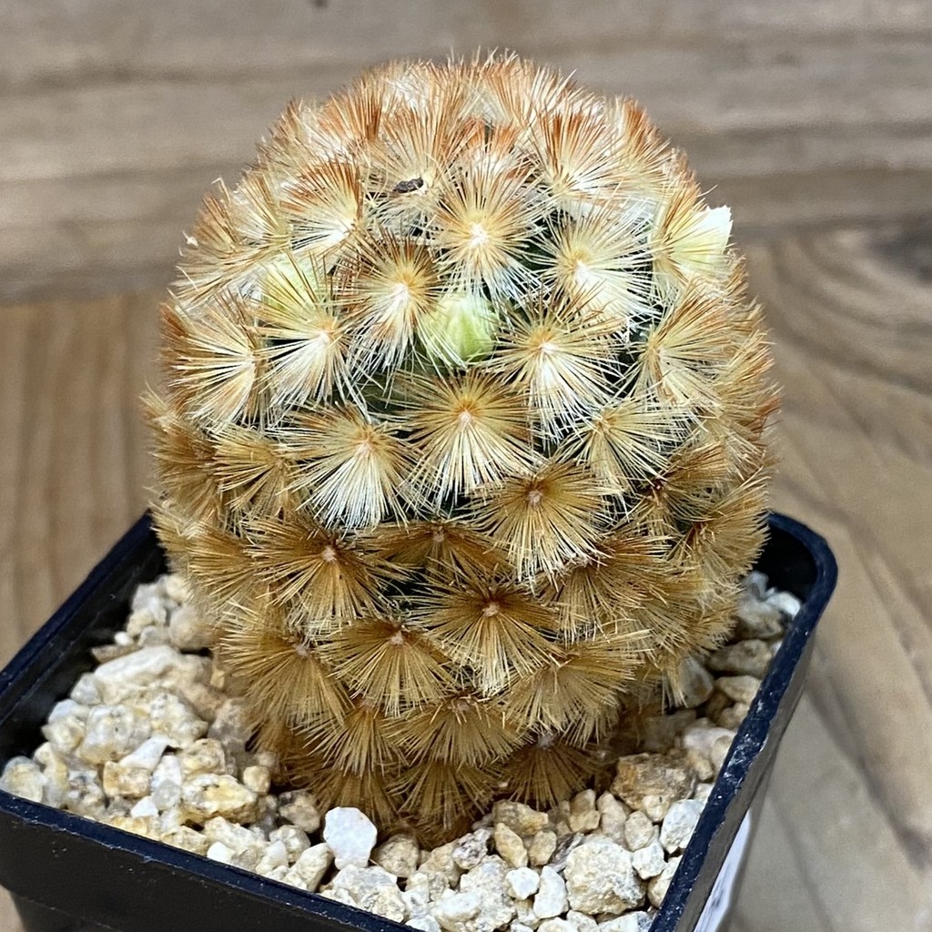 SH27454 Mammillaria carmenae hybrid - 画像 (2)