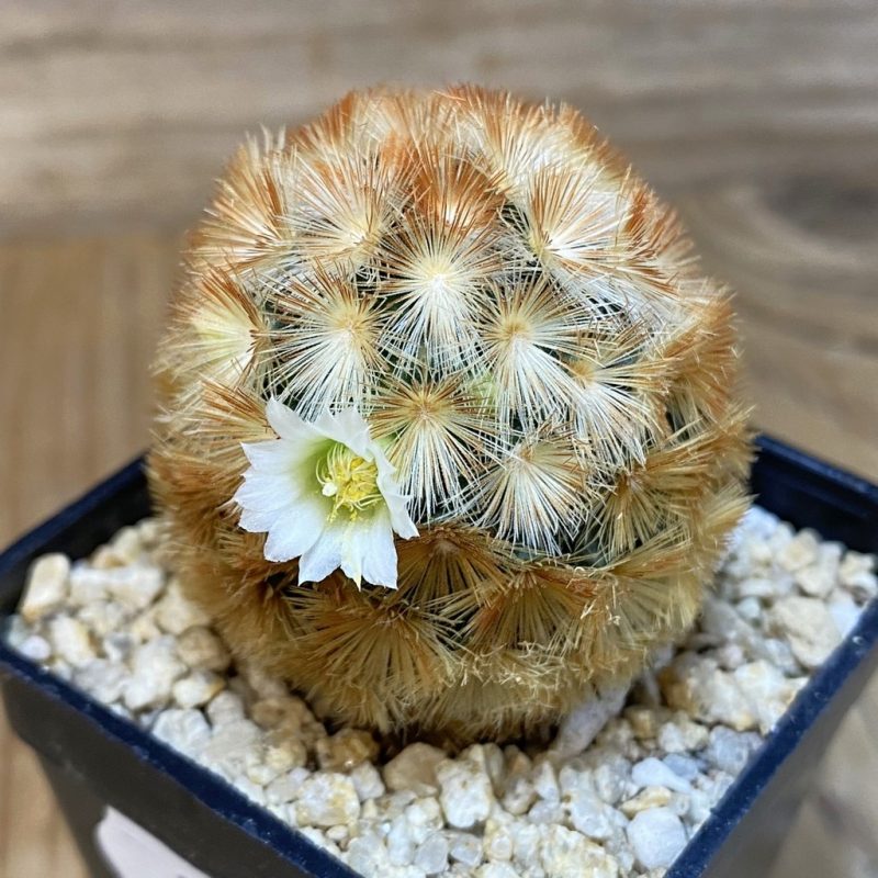 SH27456 Mammillaria carmenae hybrid