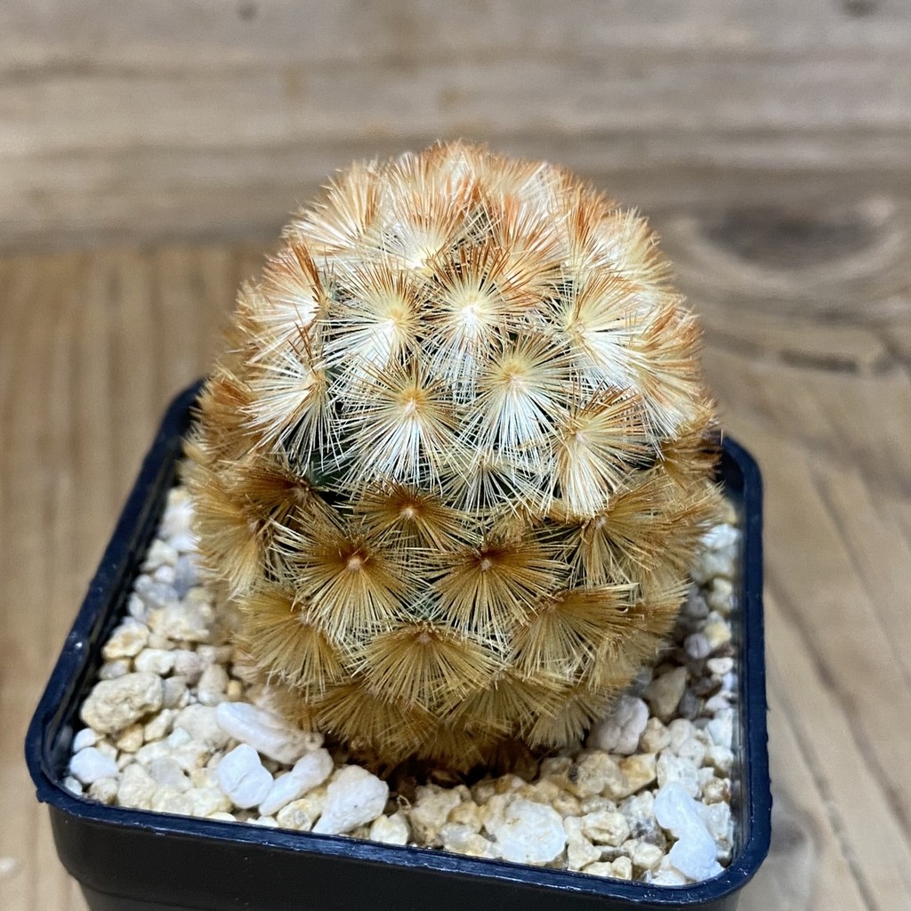 SH27456 Mammillaria carmenae hybrid - 画像 (2)