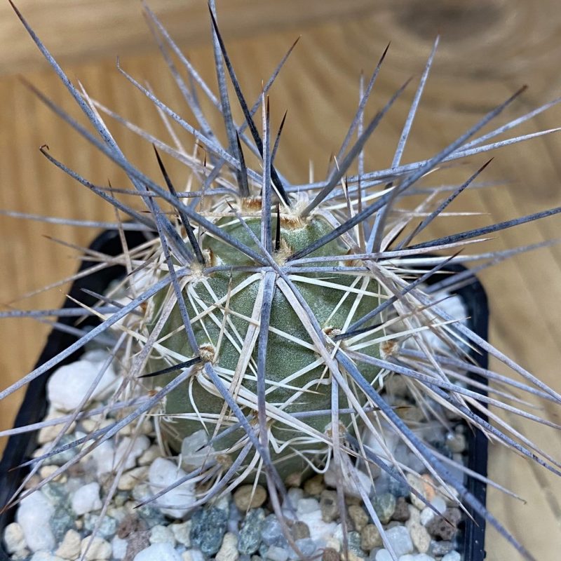 SH27457 Tephrocactus alexanderi