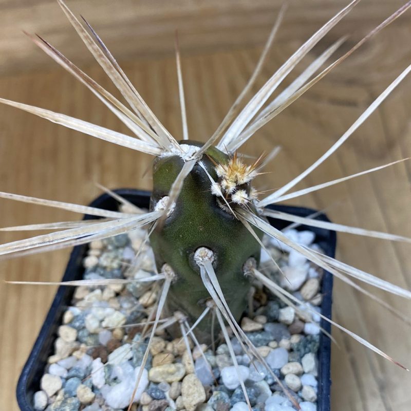 SH27458 Tephrocactus darwinii