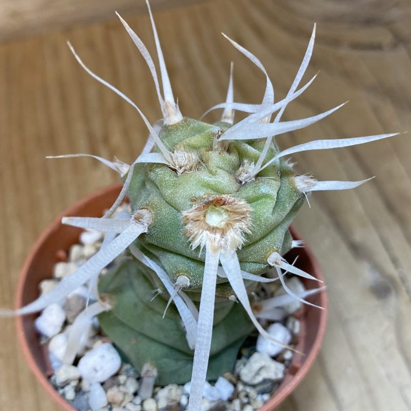 SH27459 Tephrocactus articulatus v. papyracanthus