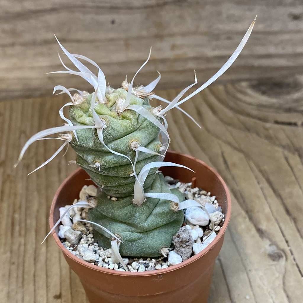 SH27459 Tephrocactus articulatus v. papyracanthus - 画像 (2)