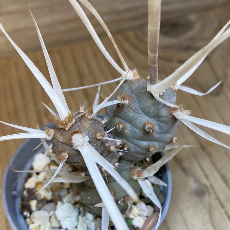 SH27460 Tephrocactus articulatus v. papyracanthus