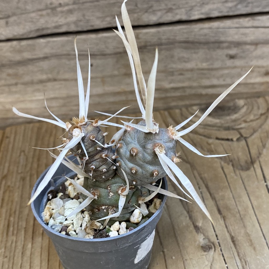 SH27460 Tephrocactus articulatus v. papyracanthus - 画像 (2)