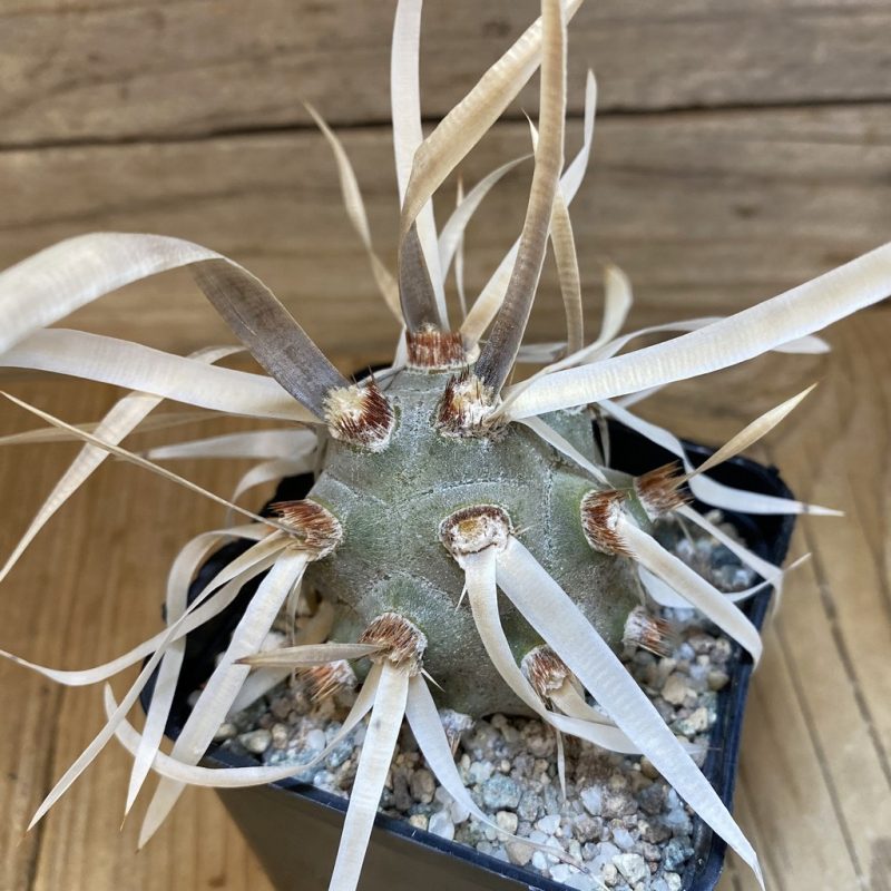 SH27461 Tephrocactus articulatus v. papyracanthus