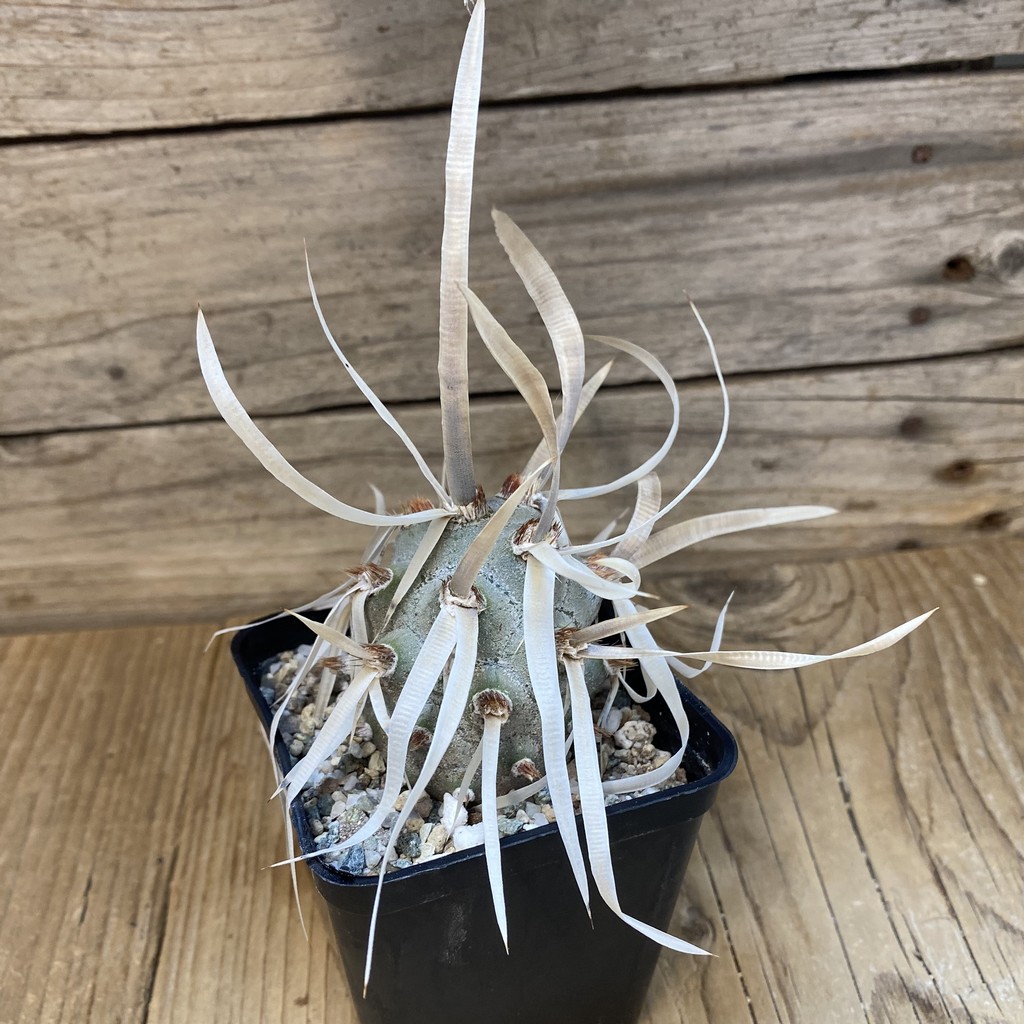 SH27461 Tephrocactus articulatus v. papyracanthus - 画像 (2)