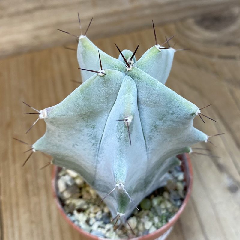 SH27463 Stenocereus pruinosus