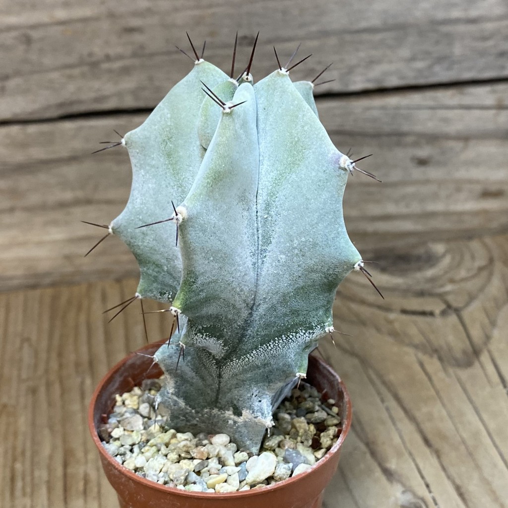 SH27463 Stenocereus pruinosus - 画像 (2)