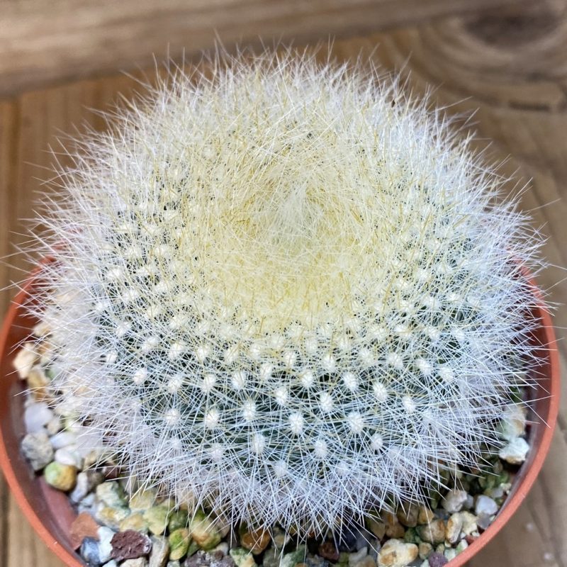 SH27464 Notocactus haselbergii