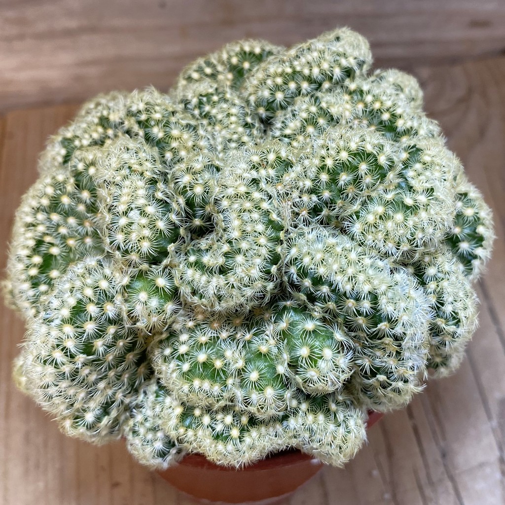 SH27465 Mammillaria elongata f. cristata