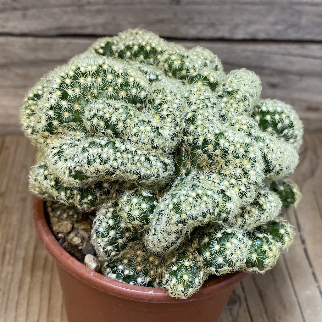 SH27465 Mammillaria elongata f. cristata - 画像 (2)