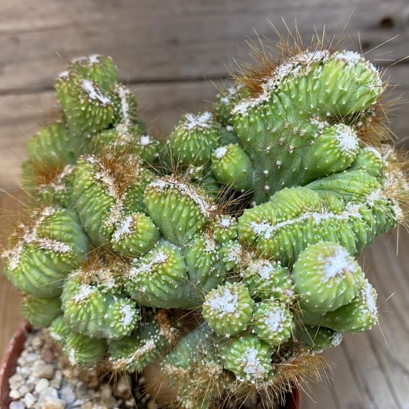 SH27466 Cereus peruvianus 'Coral'