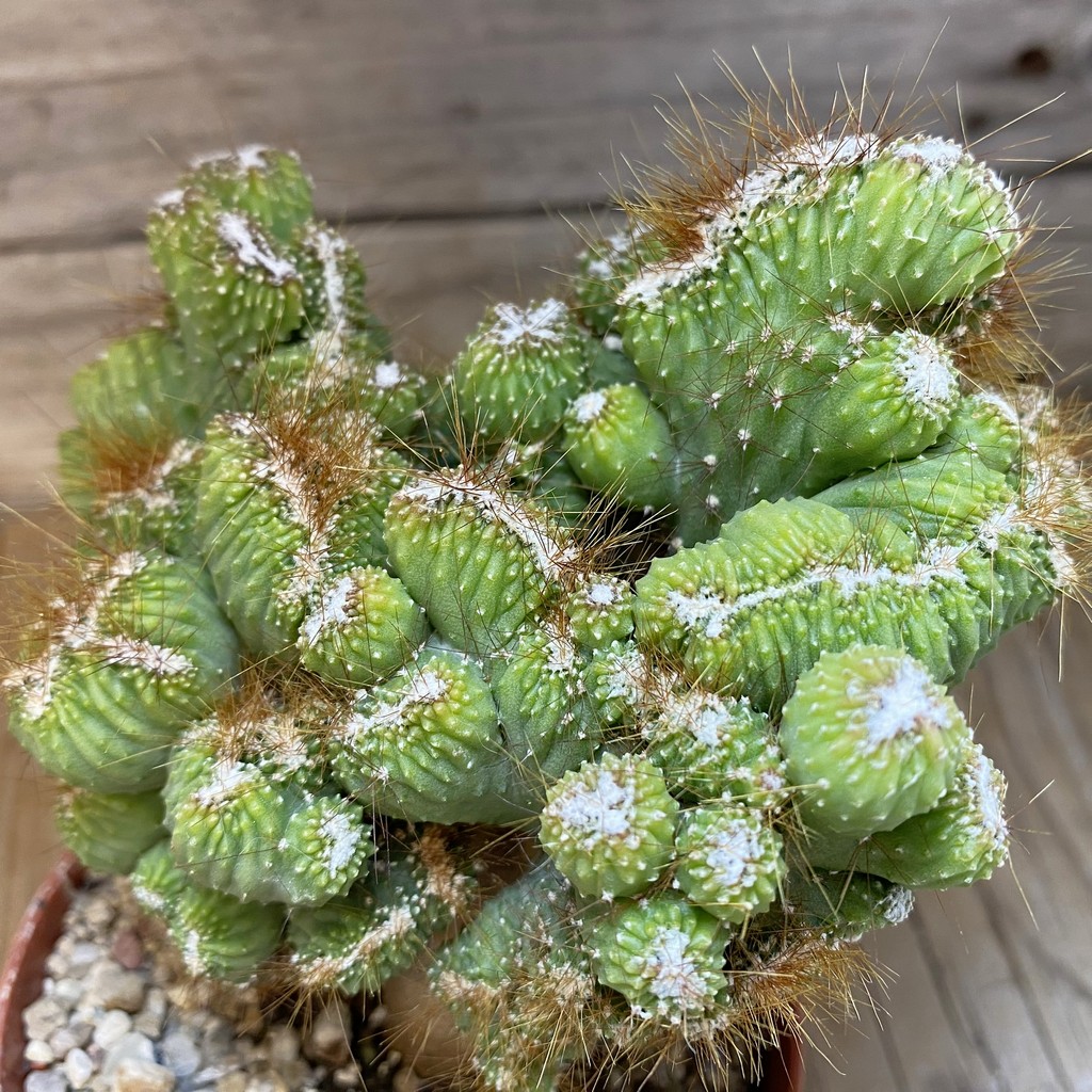 SH27466 Cereus peruvianus 'Coral'