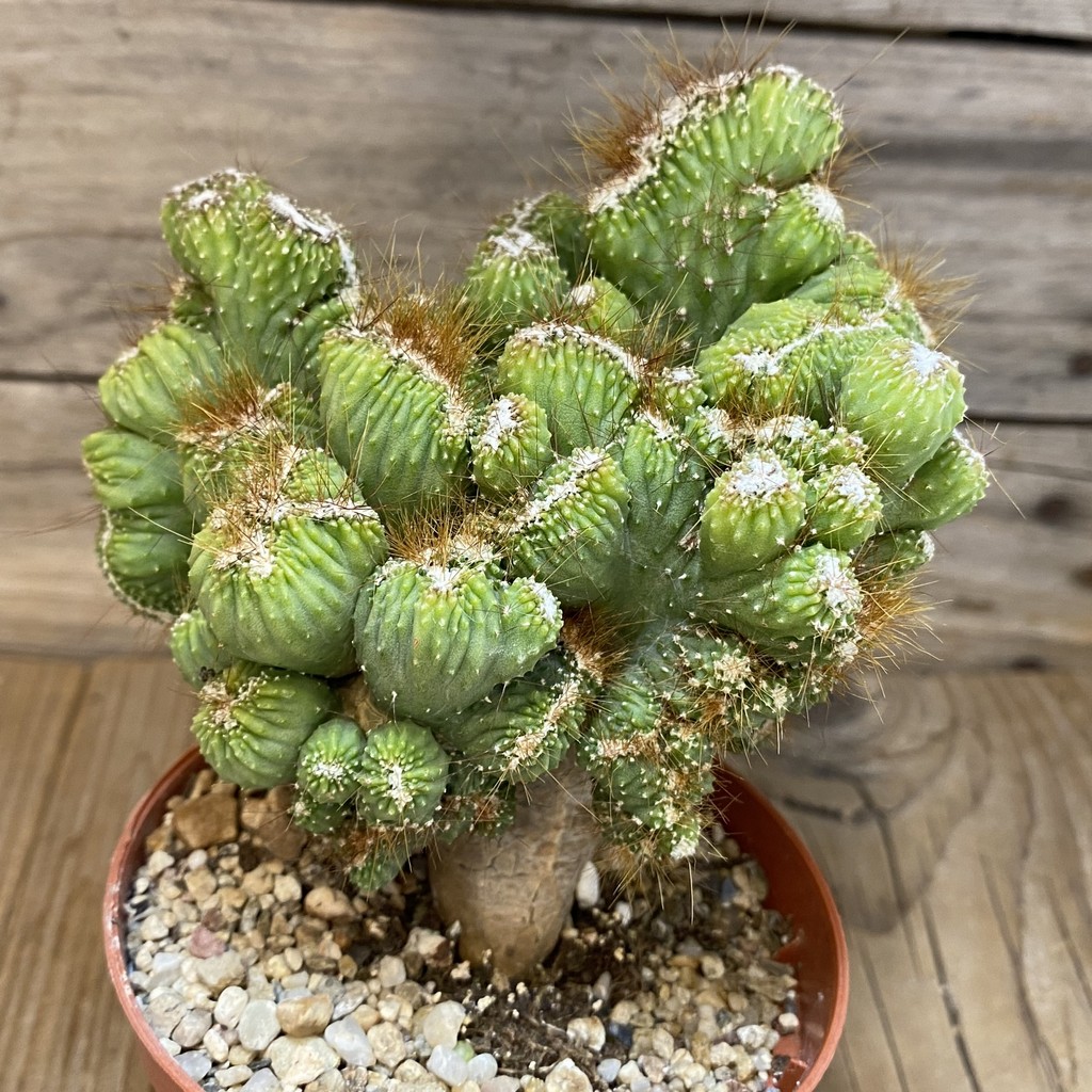 SH27466 Cereus peruvianus 'Coral' - 画像 (2)