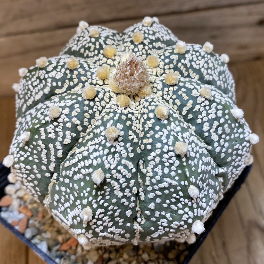 SH27467 Astrophytum asterias ‘Super Kabuto’ hybrid, 12 years old