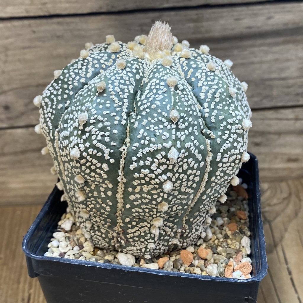 SH27467 Astrophytum asterias ‘Super Kabuto’ hybrid, 12 years old - Image 2