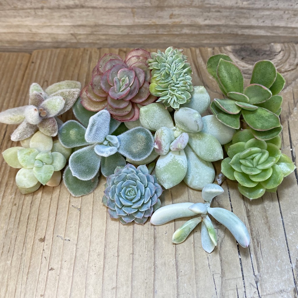 SH27469 Succulents mix, cuted