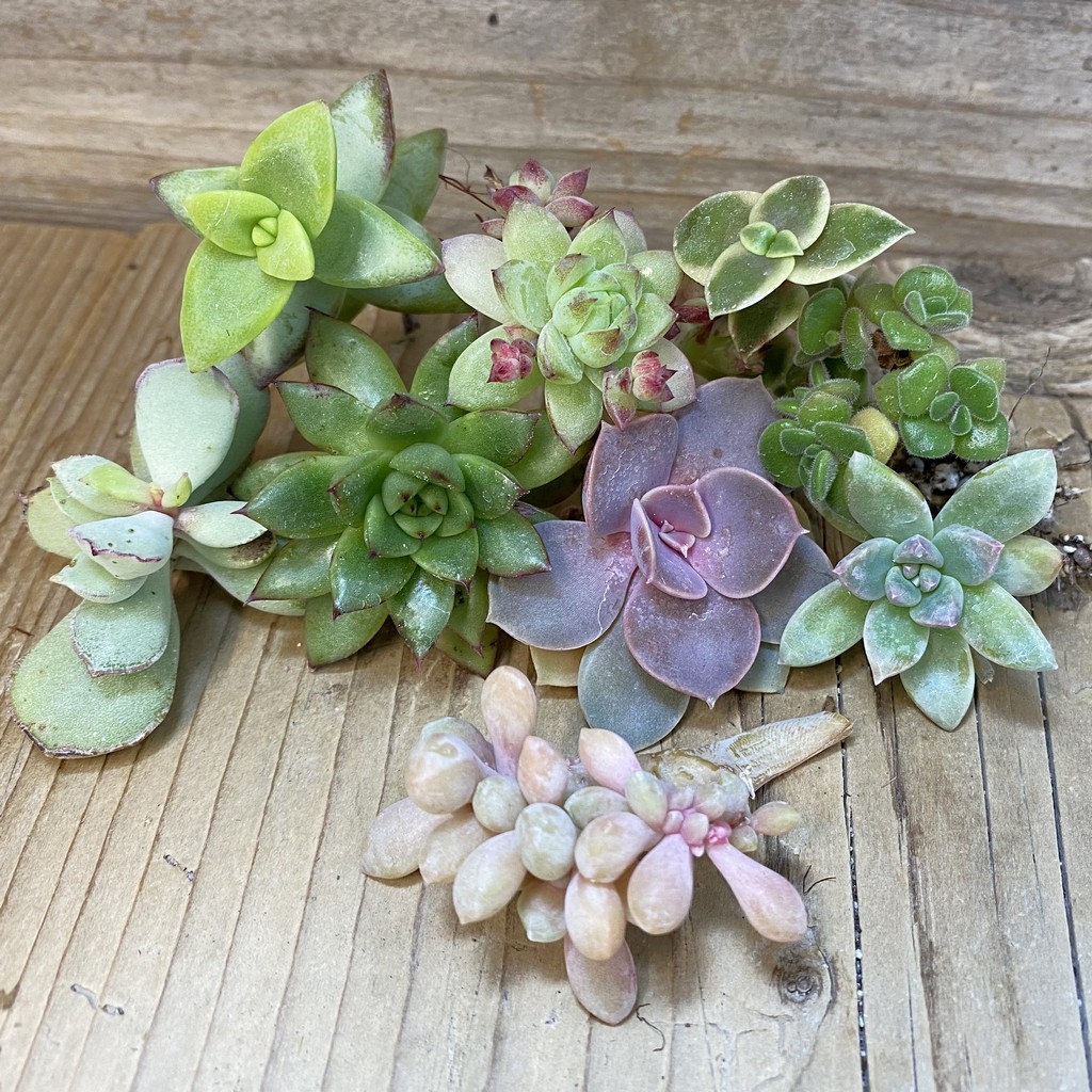 SH27470 Succulents mix, cuted