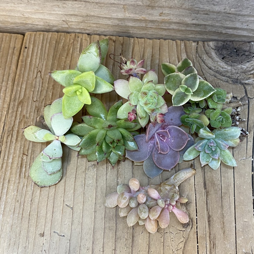 SH27470 Succulents mix, cuted - 画像 (2)