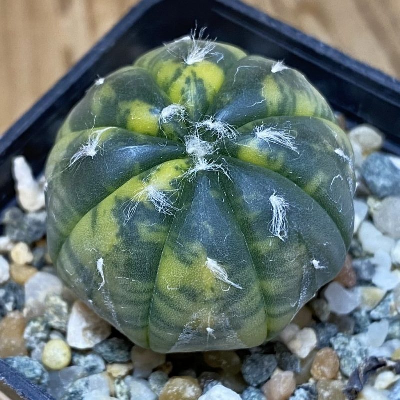 SH10096 Astrophytum asterias 'Red Purple Skin' f. variegata