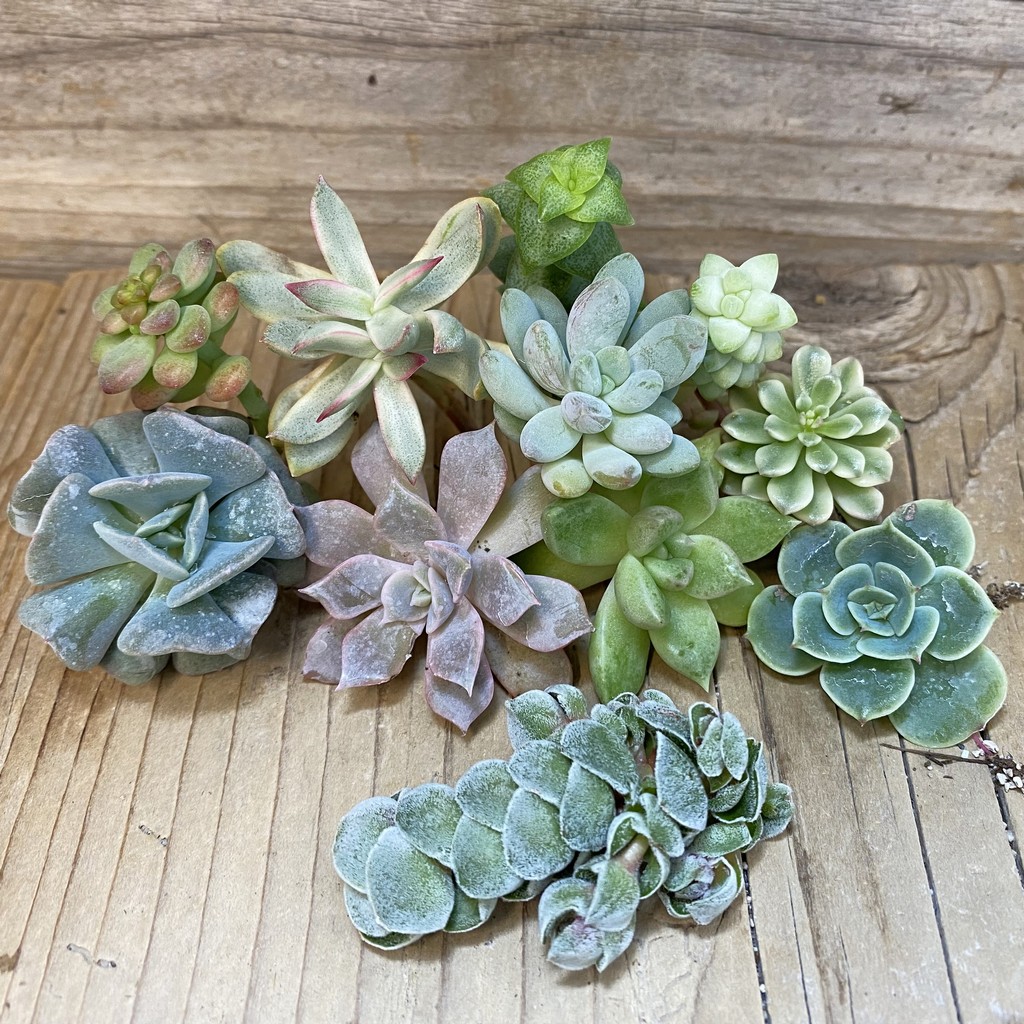 SH27471 Succulents mix, cuted