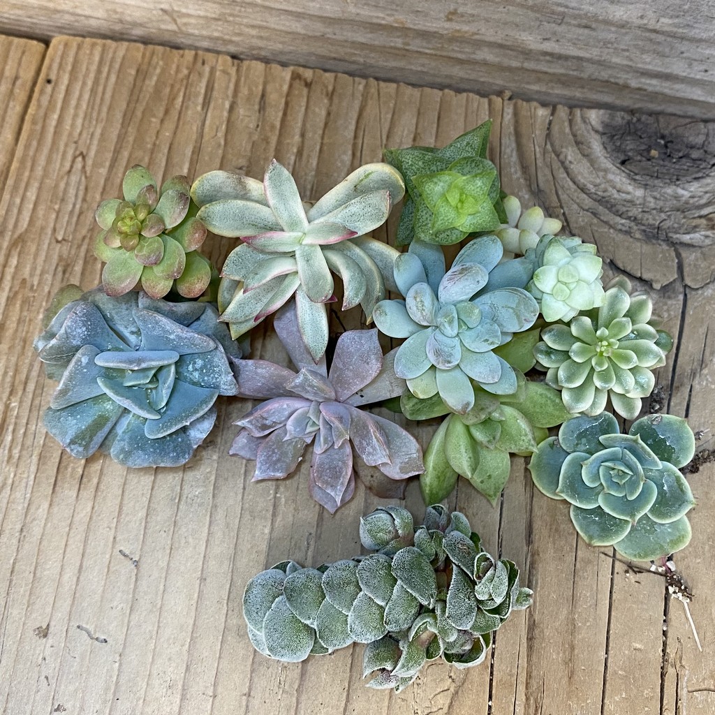 SH27471 Succulents mix, cuted - 画像 (2)