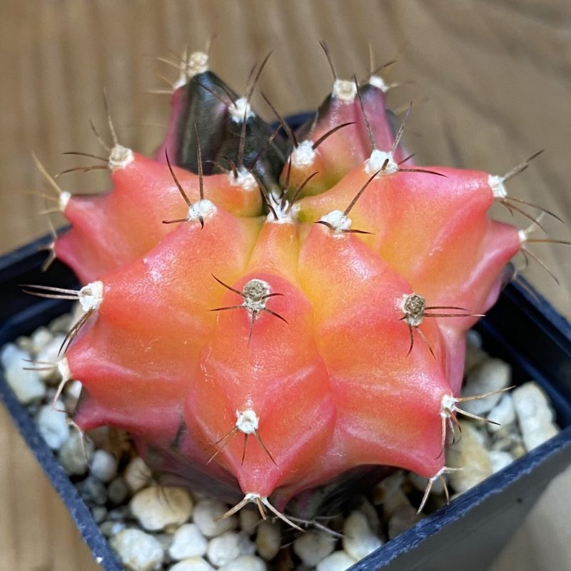 SH2895 Gymnocalycium mihanovichii ‘Transformer’ f. variegata, seedling