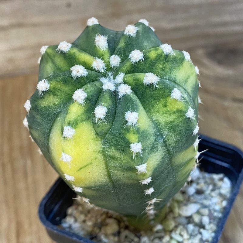 SH5726 Echinopsis sp. f. variegata