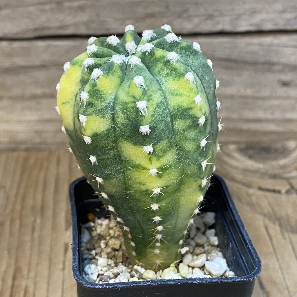 SH5726 Echinopsis sp. f. variegata - Image 2