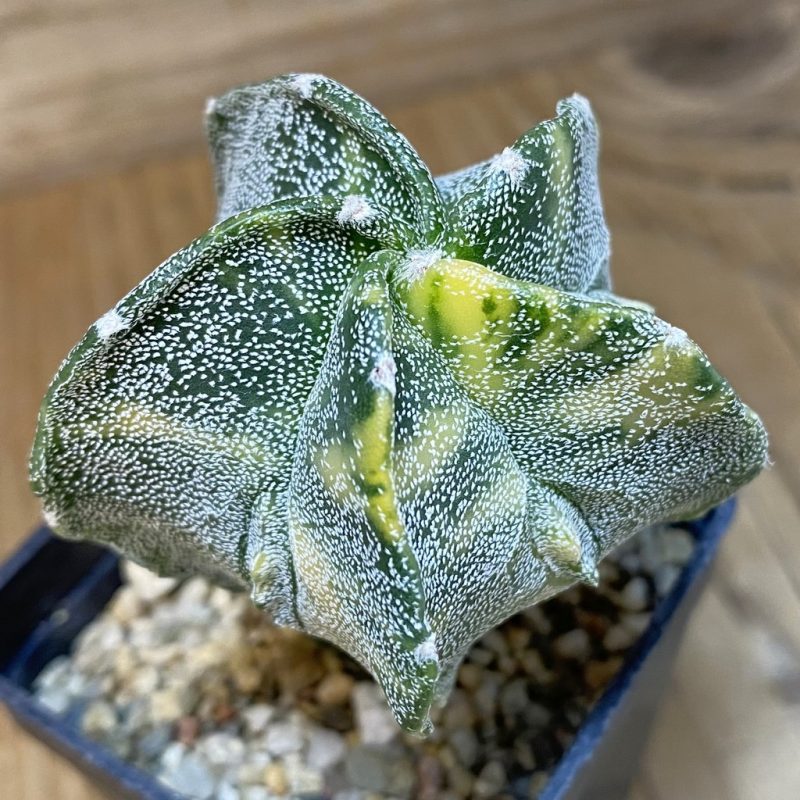 SH7502 Astrophytum myriostigma f. variegata