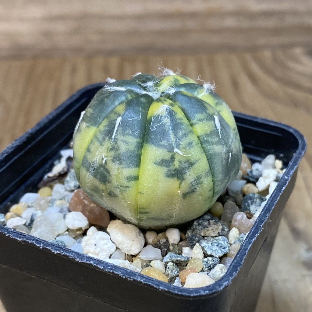 SH10096 Astrophytum asterias 'Red Purple Skin' f. variegata - immagine 2