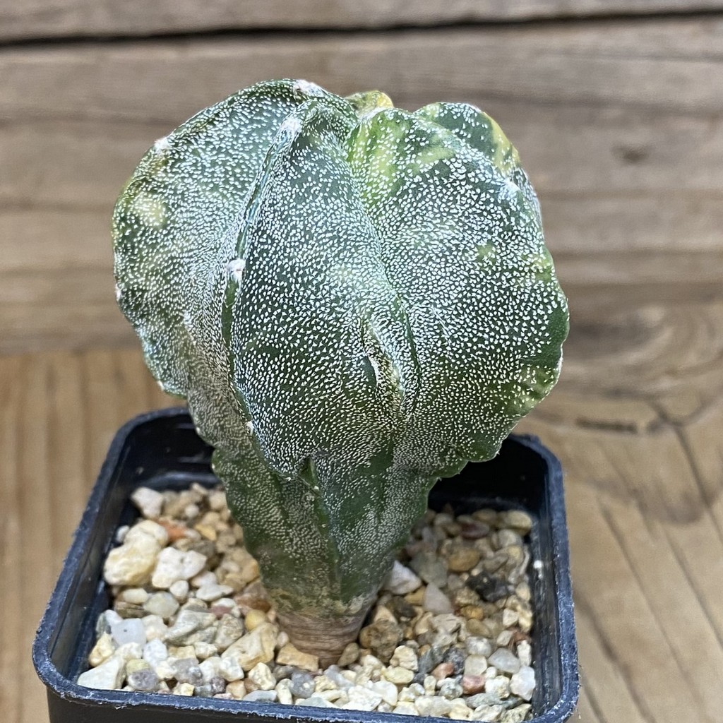 SH7502 Astrophytum myriostigma f. variegata - Image 2