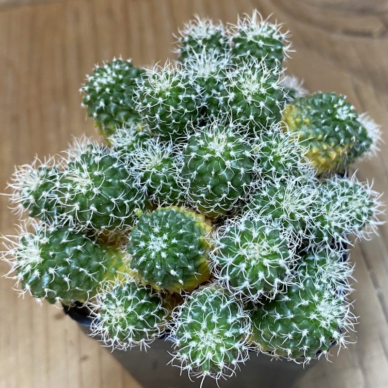 SH8600 Turbinicarpus horripilus f. monstrosa