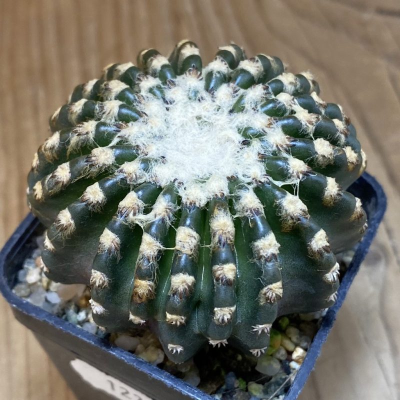 SH12357 Discocactus horstii