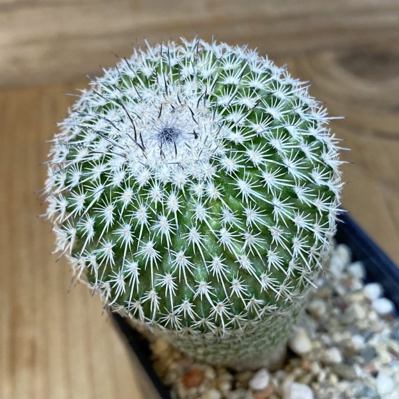 SH5031 Epithelantha micromeris v. unguispina