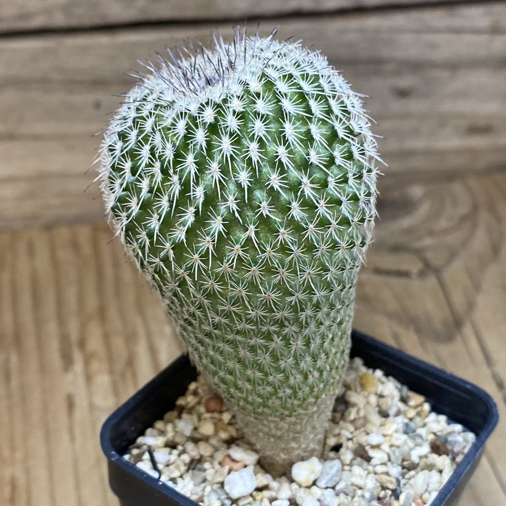 SH5031 Epithelantha micromeris v. unguispina - immagine 2