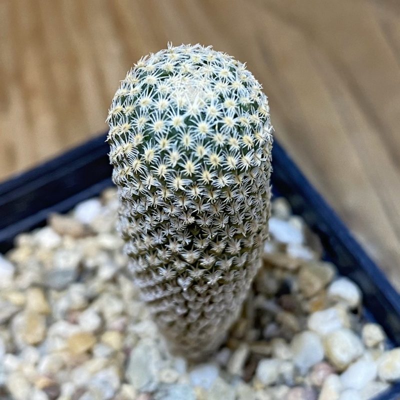 SH7064 Pelecyphora strobiliformis