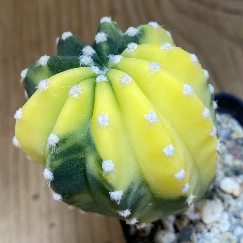 SH6746 Echinopsis sp. f. variegata