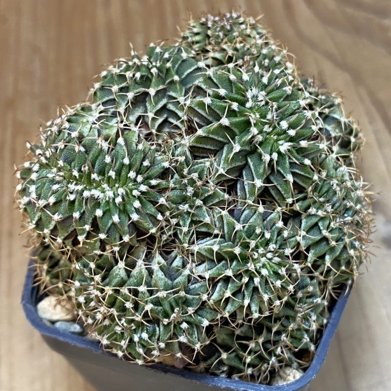 SH4978 Gymnocalycium friedrichii LB f. monstrosa