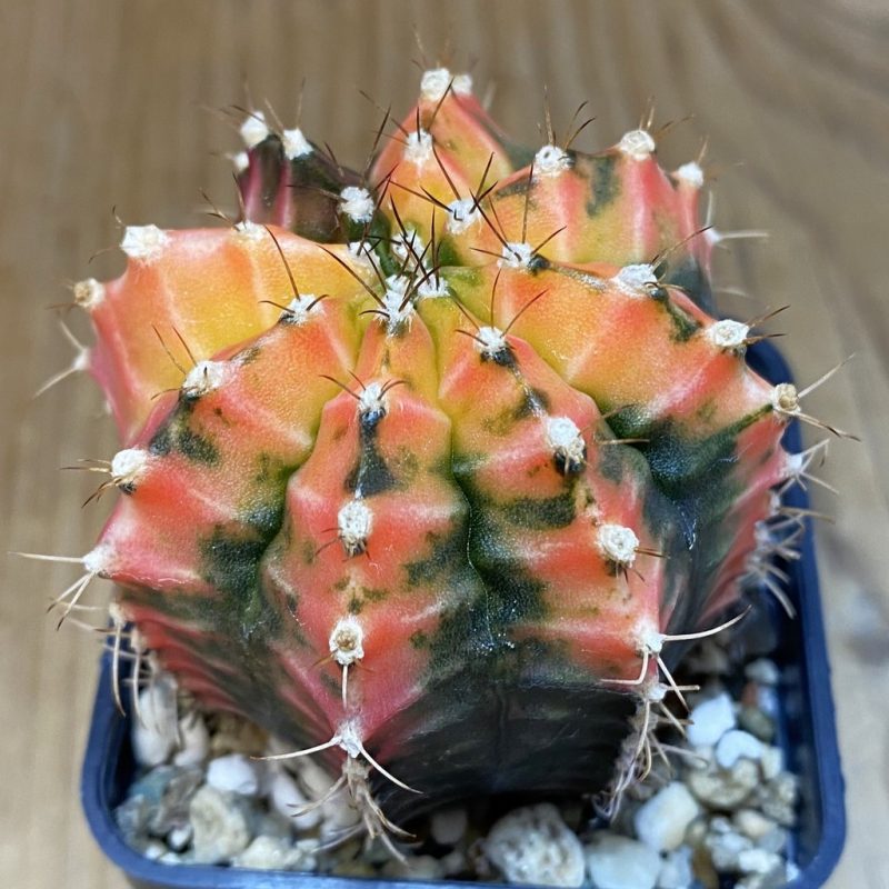 SH4904 Gymnocalycium mihanovichii f. variegata, seedling