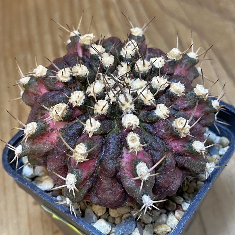 SH3540 Gymnocalycium mihanovichii ‘T-Lux’, seedling