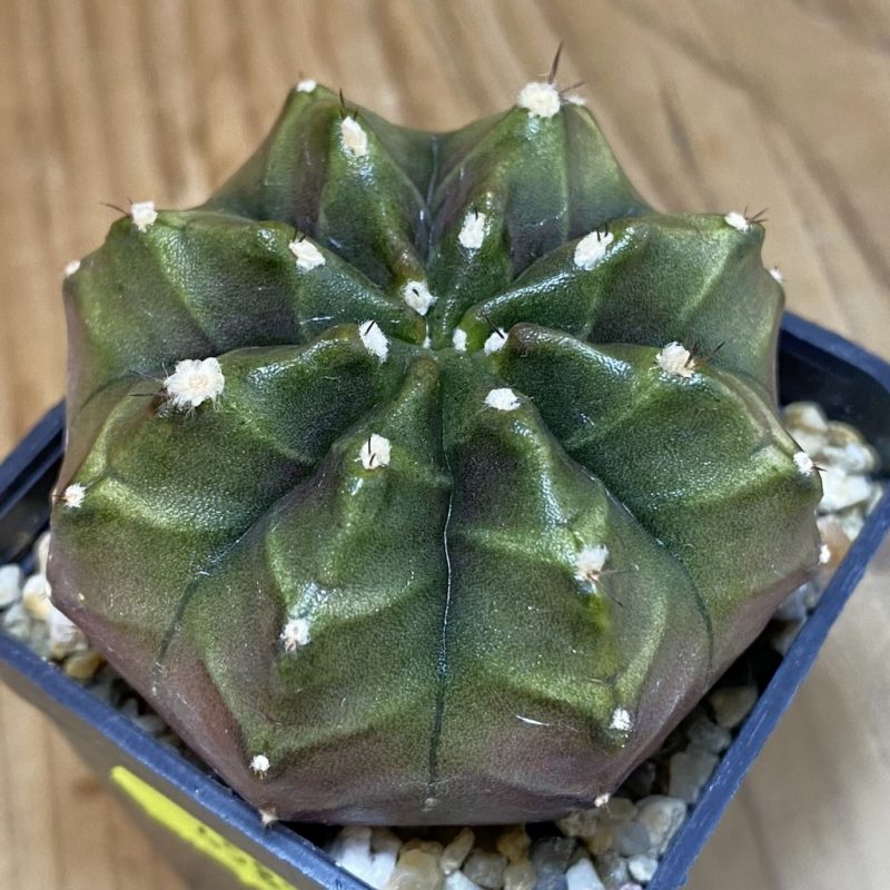 SH4582 Gymnocalycium mihanovichii ‘Nana’ x ‘Day Dream’, seedling